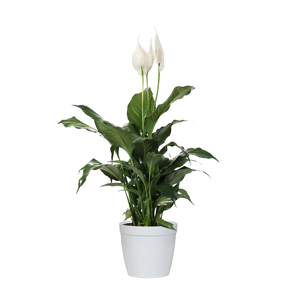 Peace Lily - Image 7