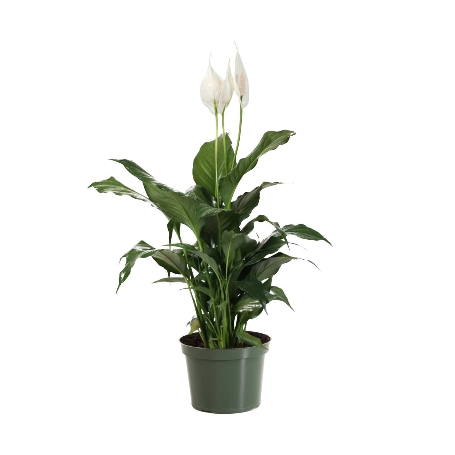 Peace Lily - Image 6