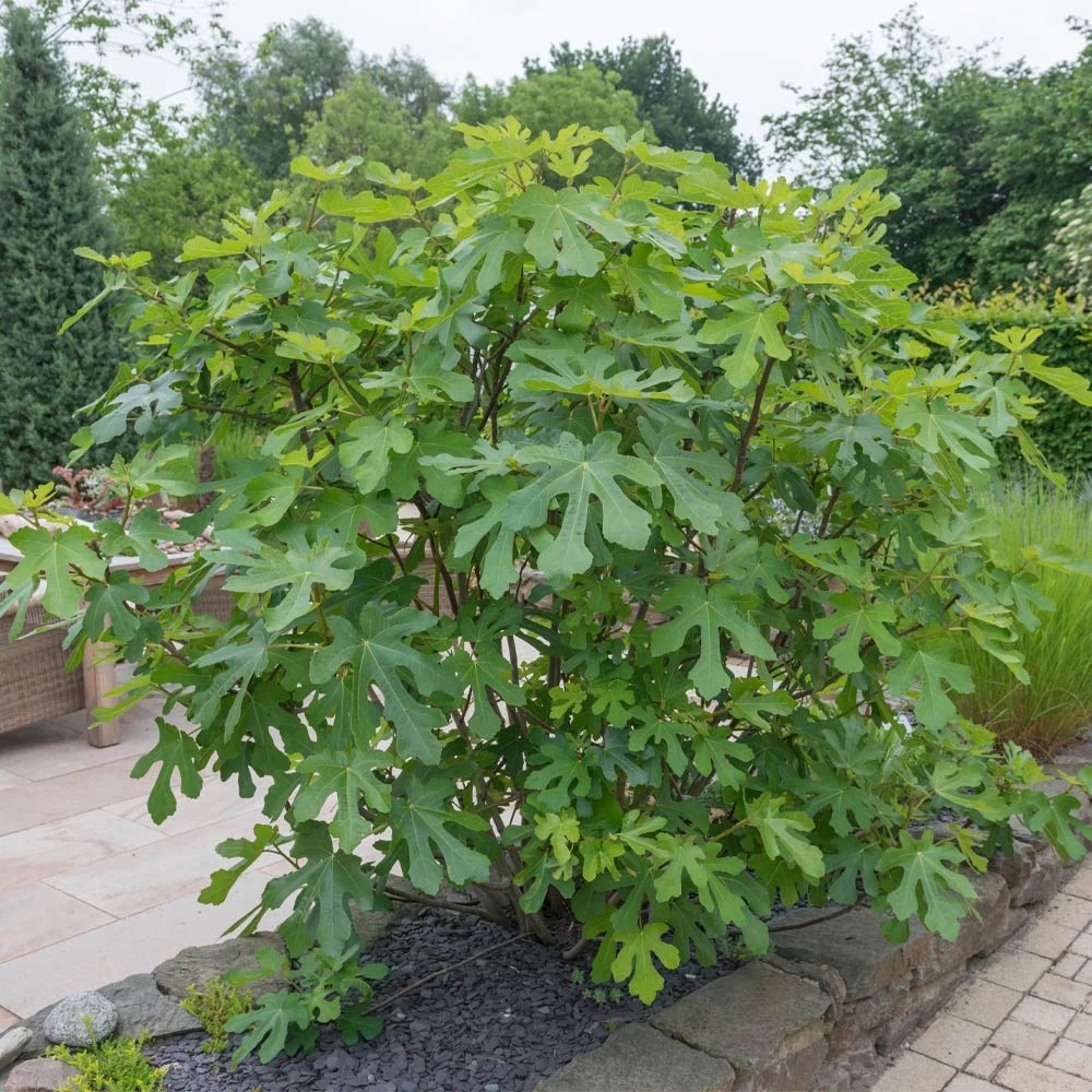 LSU Purple Fig Tree - Image 3