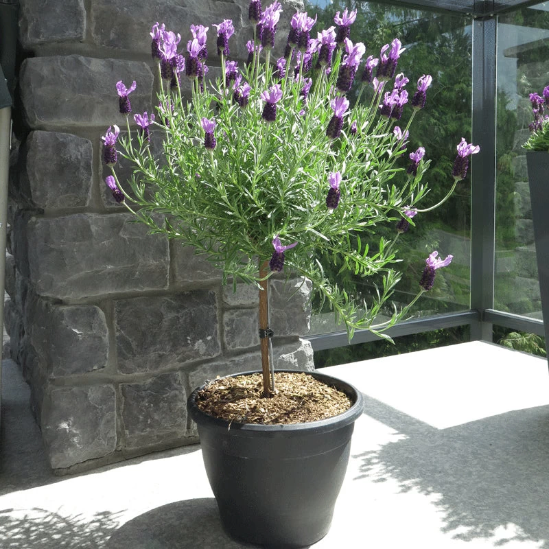Lavender Standard Topiary Tree - Image 4