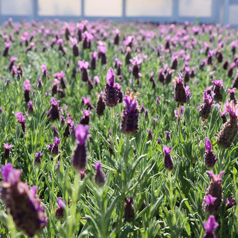Lavender Standard Topiary Tree - Image 5