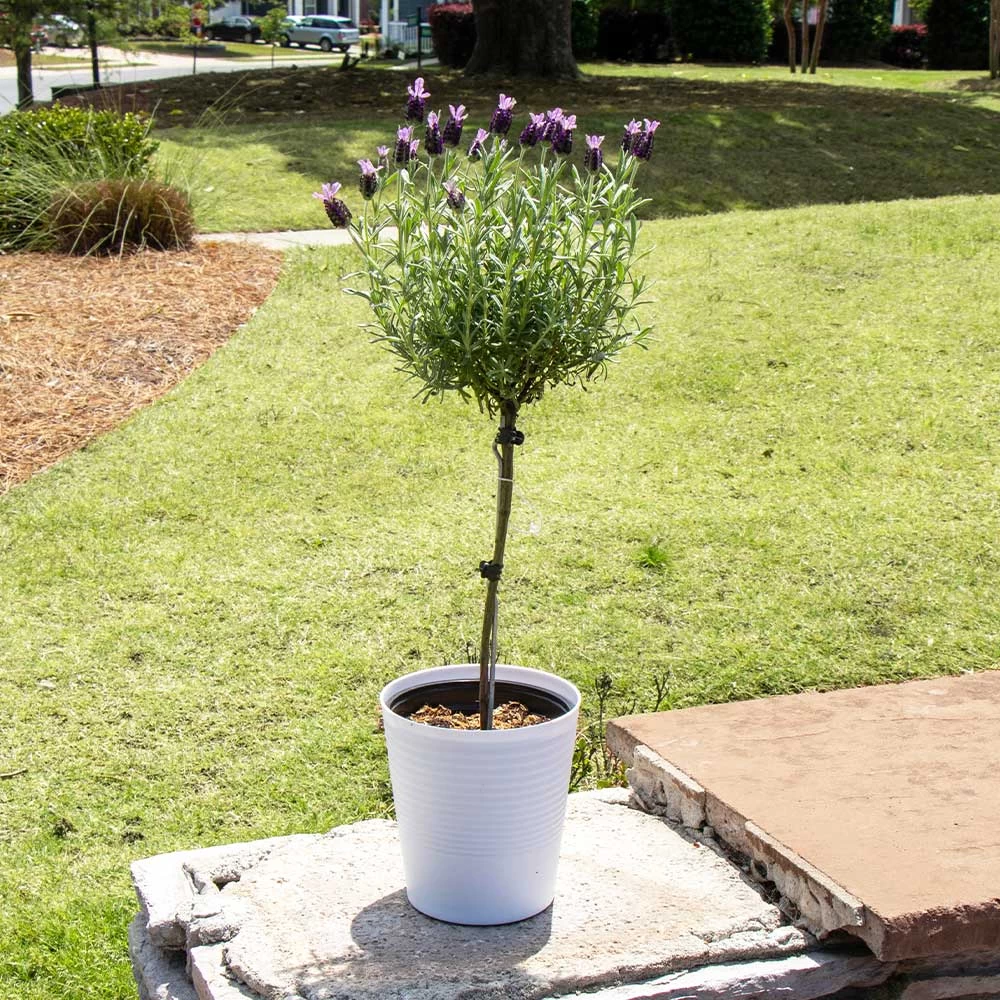 Lavender Standard Topiary Tree - Image 2