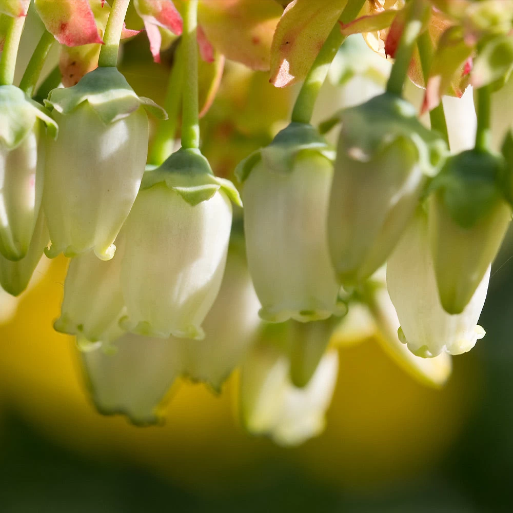 Legacy Blueberry Bush - Image 5