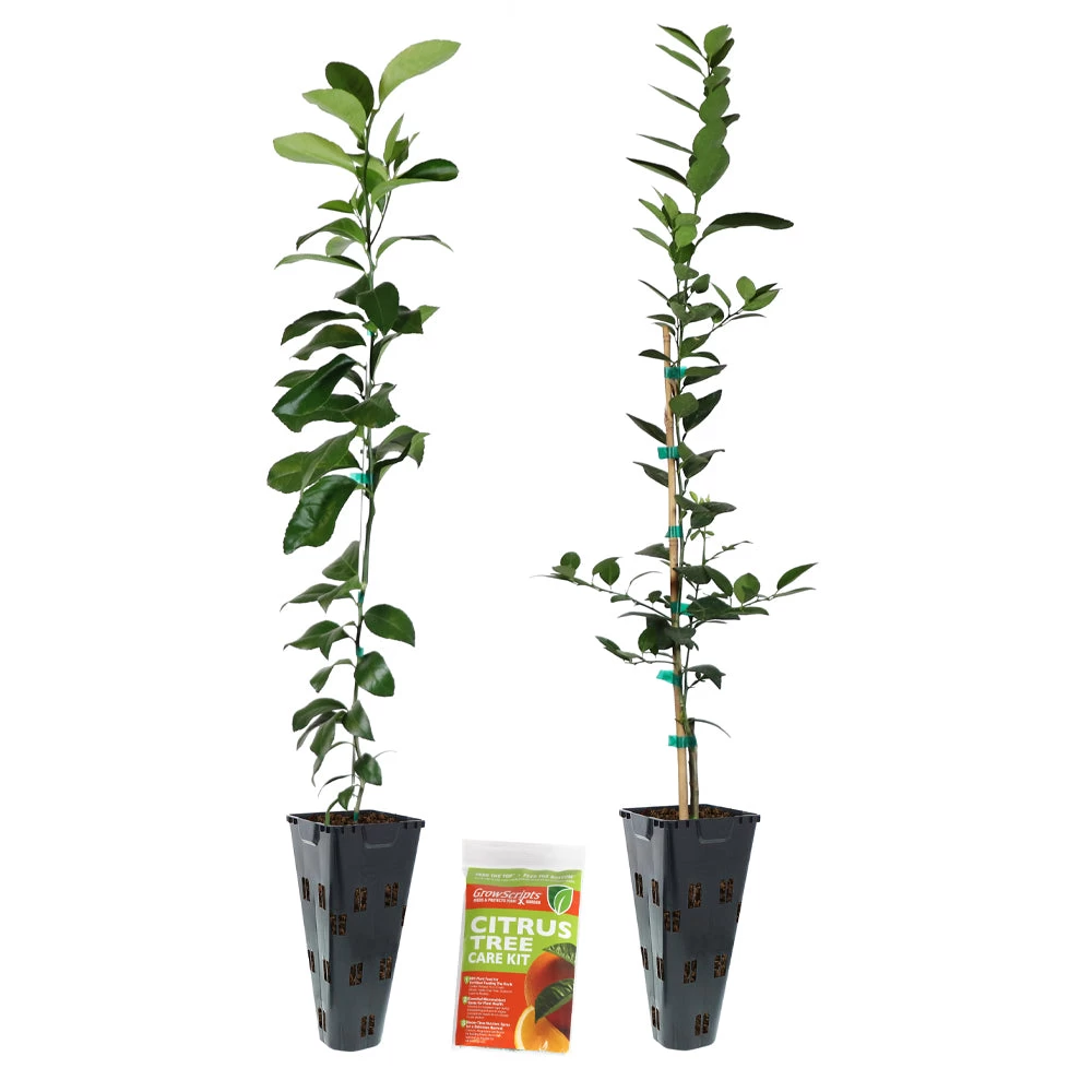 Meyer Lemon + Key Lime Tree Pack - Image 4