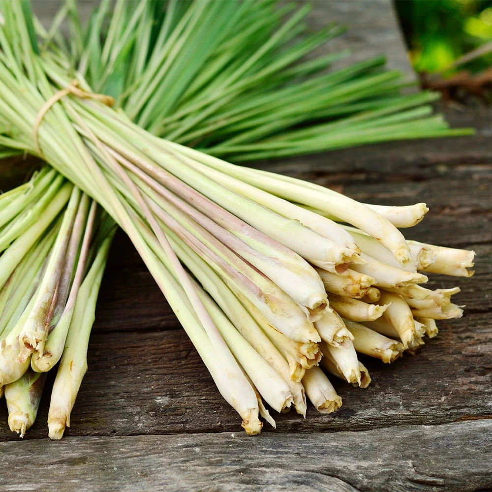 Lemon Grass - Image 3
