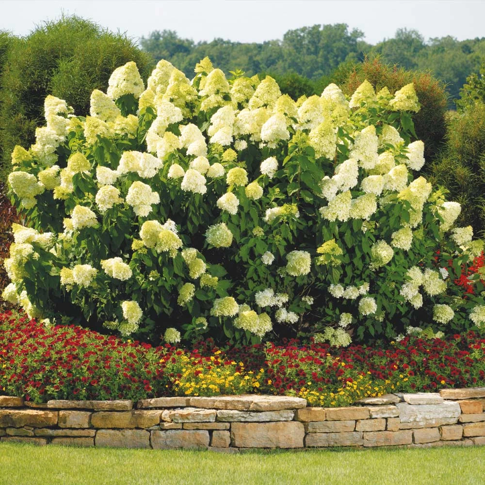 Limelight Hydrangea Shrub - Image 2