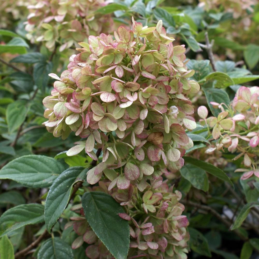 Limelight Hydrangea Shrub - Image 5