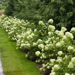 Little Lime® Hydrangea Shrub