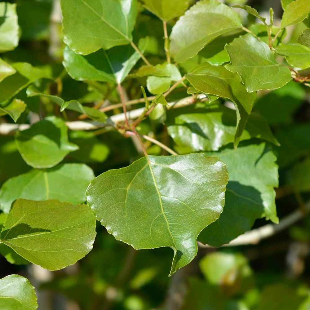 Lombardy Poplar Tree - Image 5
