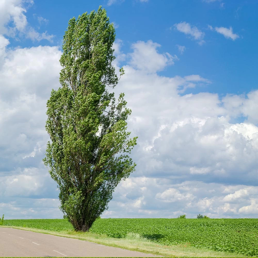 Lombardy Poplar Tree - Image 4