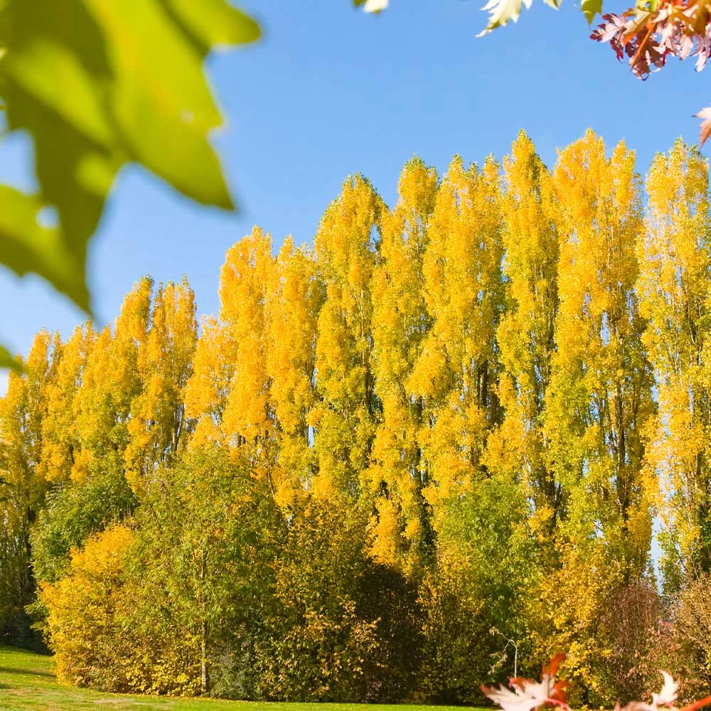 Lombardy Poplar Tree - Image 2