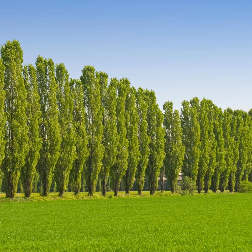 Lombardy Poplar Tree - Image 6