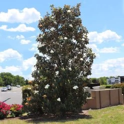 Little Gem Magnolia Tree