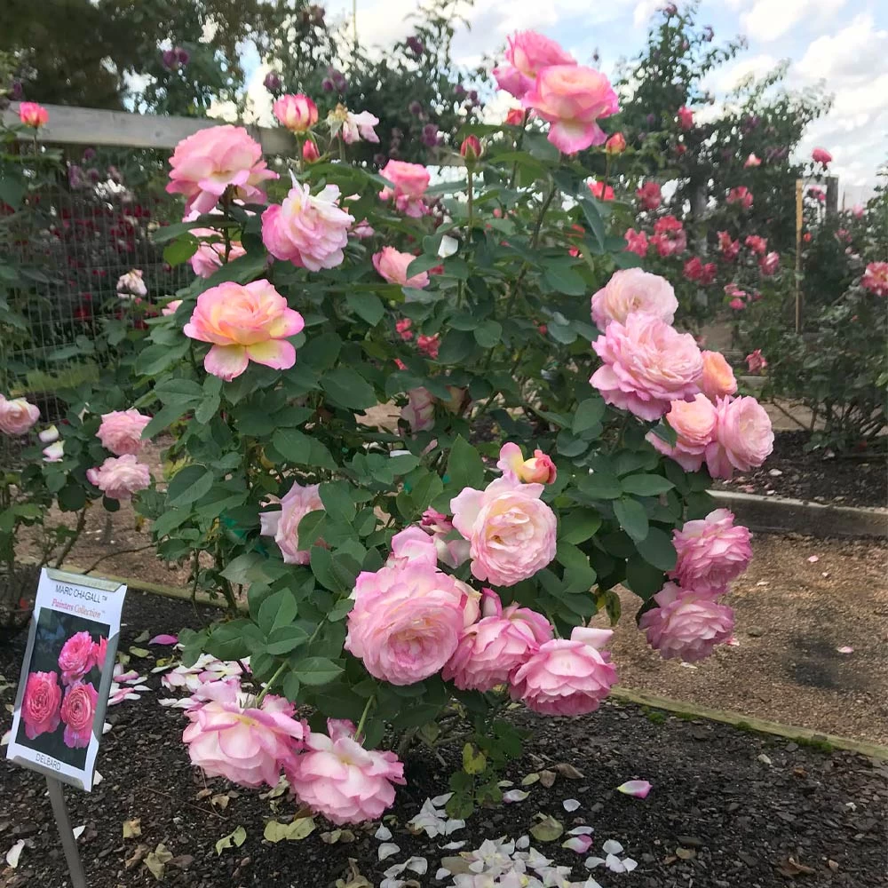 Marc Chagall™ Rose - Image 3