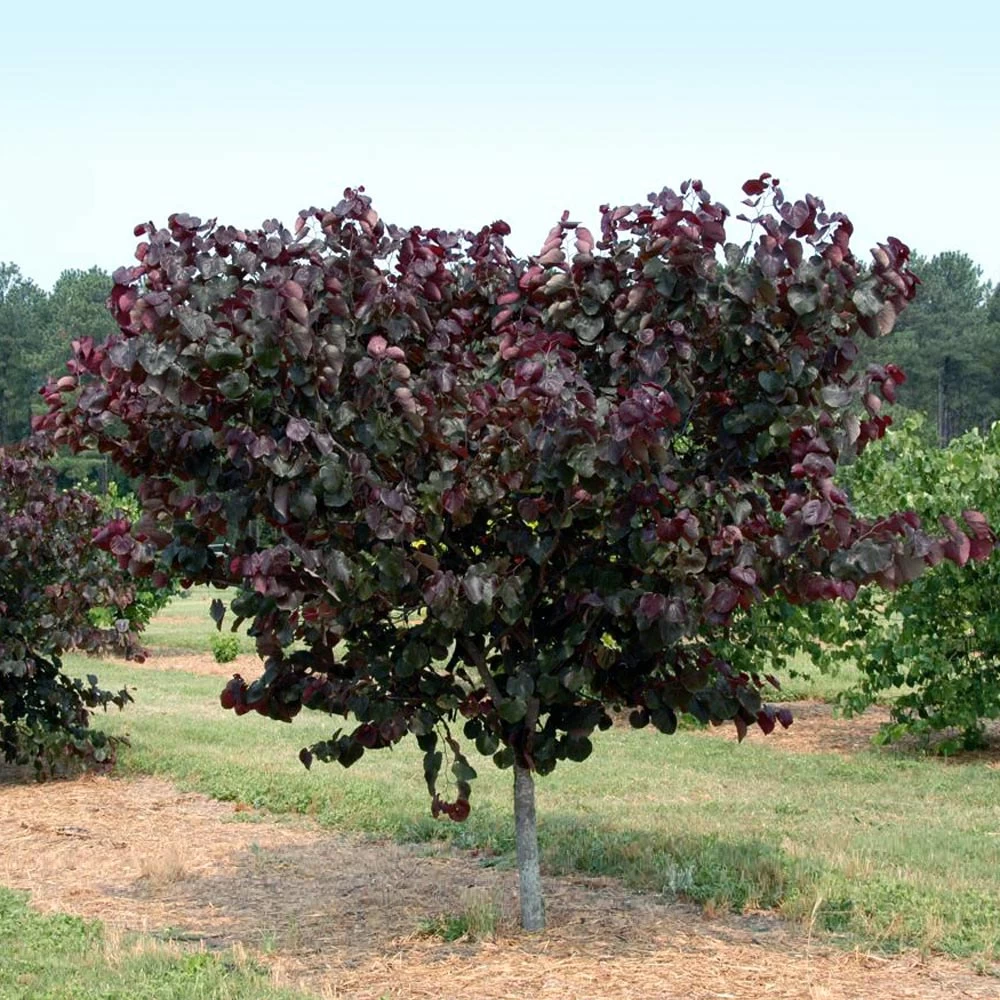 Merlot Redbud Tree - Image 2