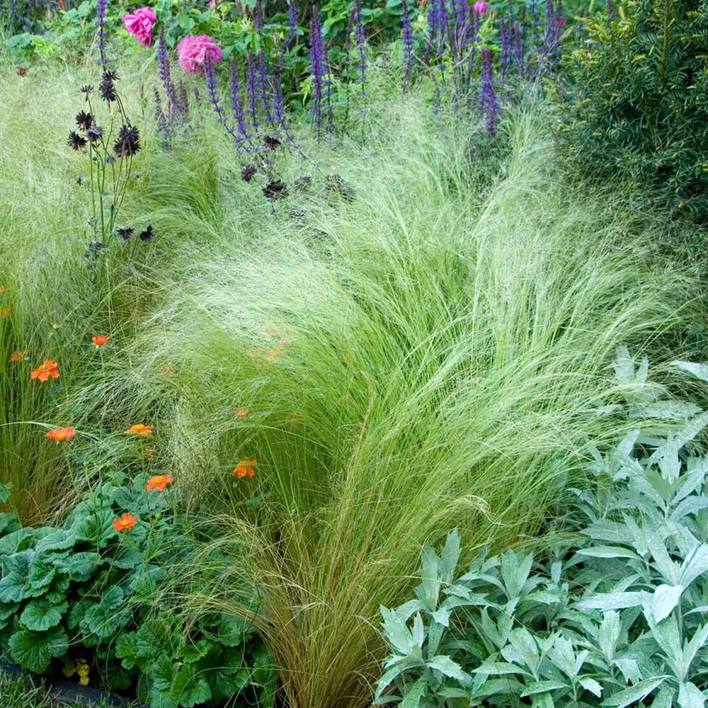 Mexican Feather Grass - Image 3