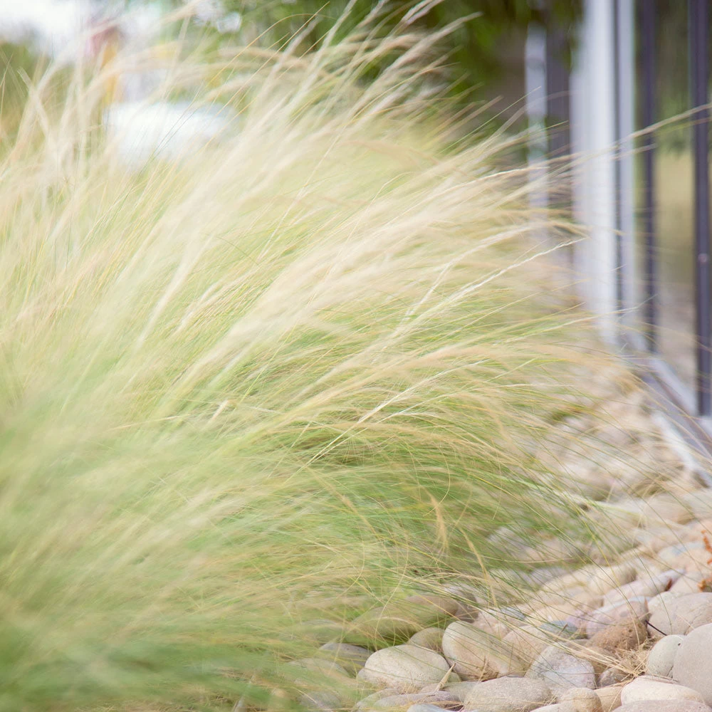 Mexican Feather Grass - Image 5