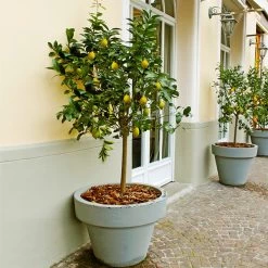 Meyer Lemon Tree