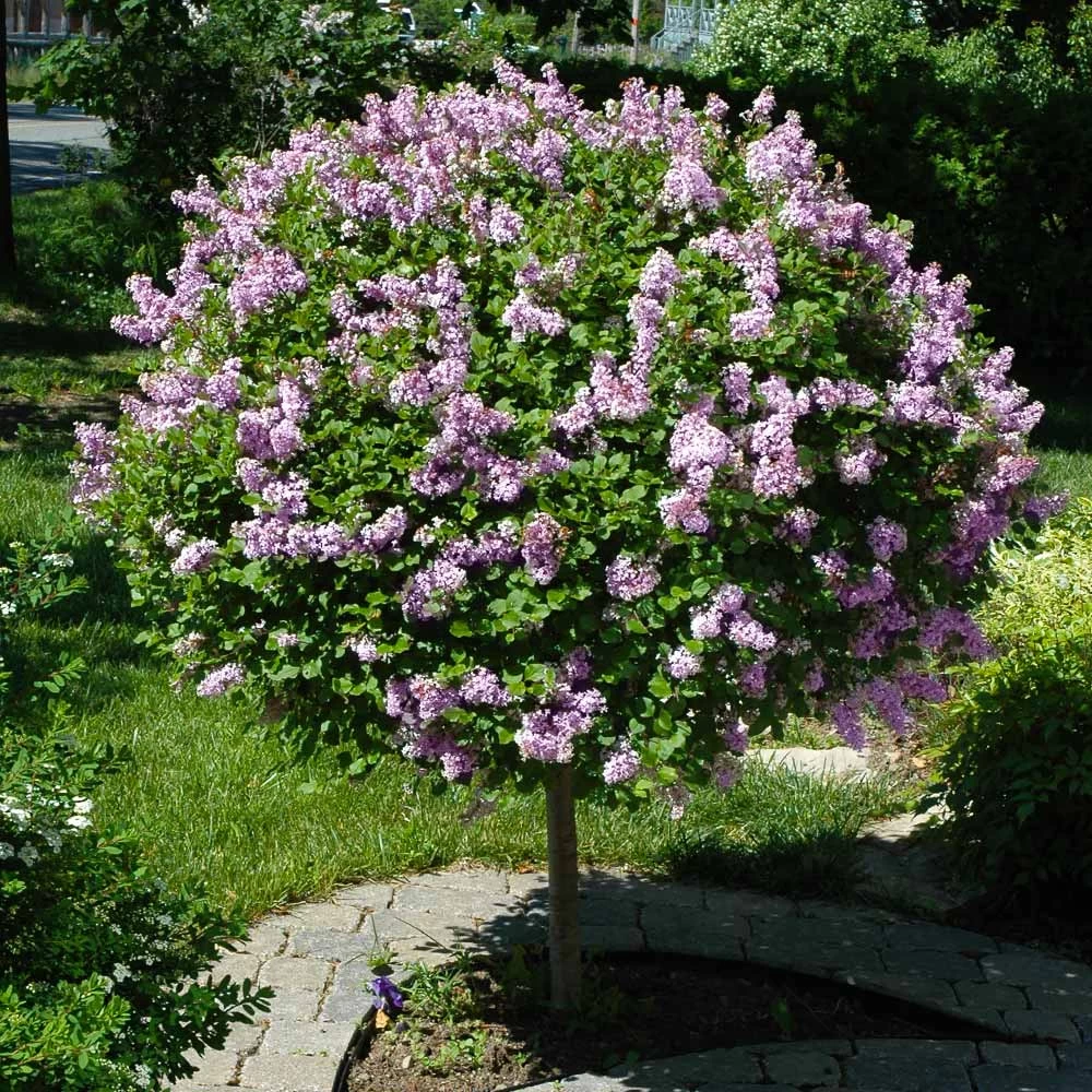 Miss Kim Lilac Tree - Image 2