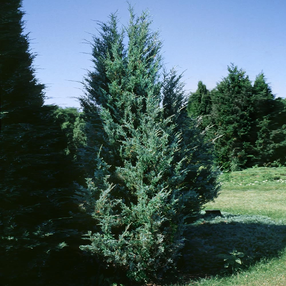 Moonglow Juniper Tree - Image 2