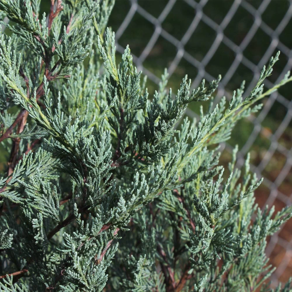 Moonglow Juniper Tree - Image 3