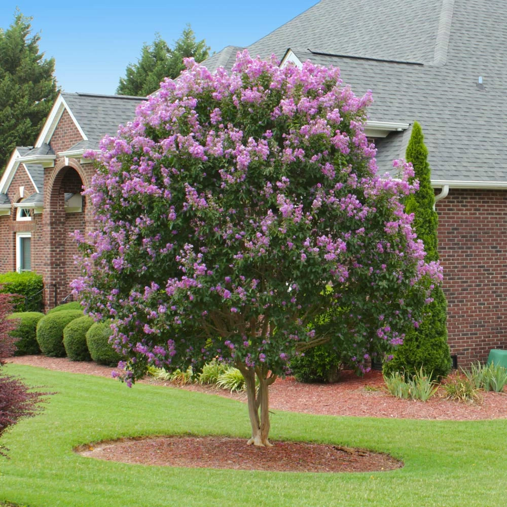 Muskogee Crape Myrtle Tree - Image 2