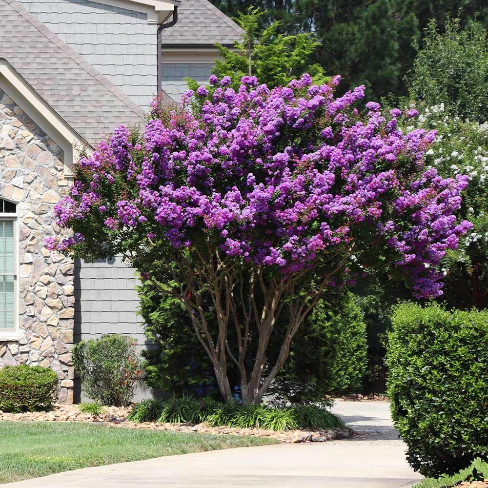 Muskogee Crape Myrtle Tree - Image 4