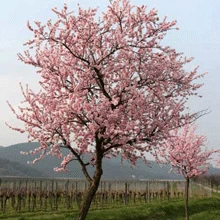 NE Plus Almond Tree