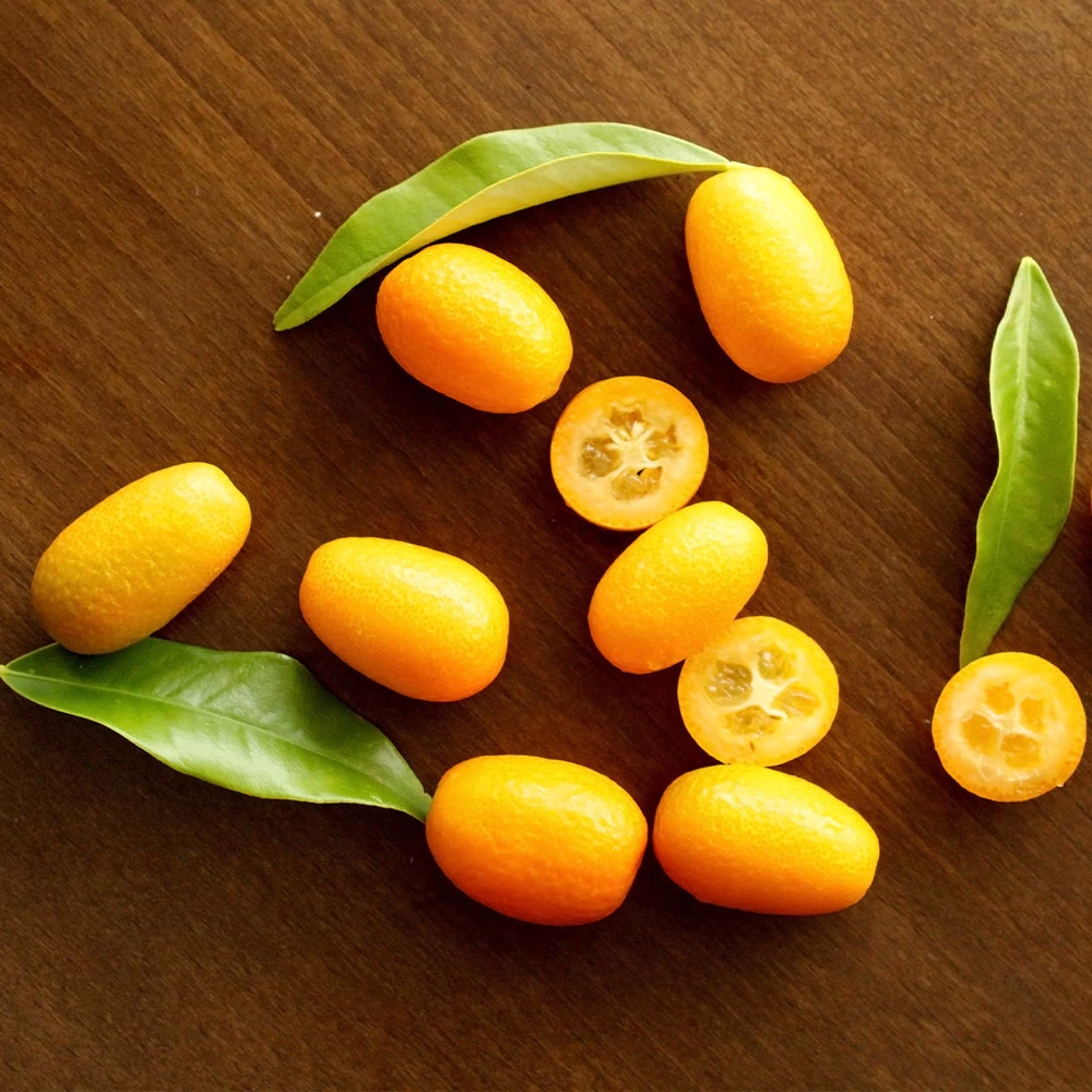 Nagami Kumquat Tree - Image 5