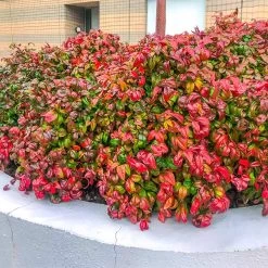 Fire Power Nandina Shrub