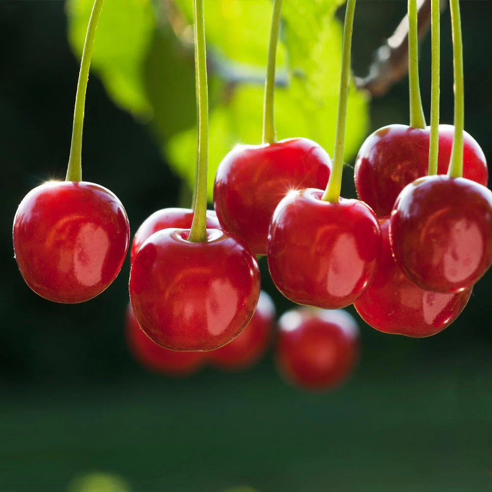 Dwarf North Star Cherry Tree - Image 2