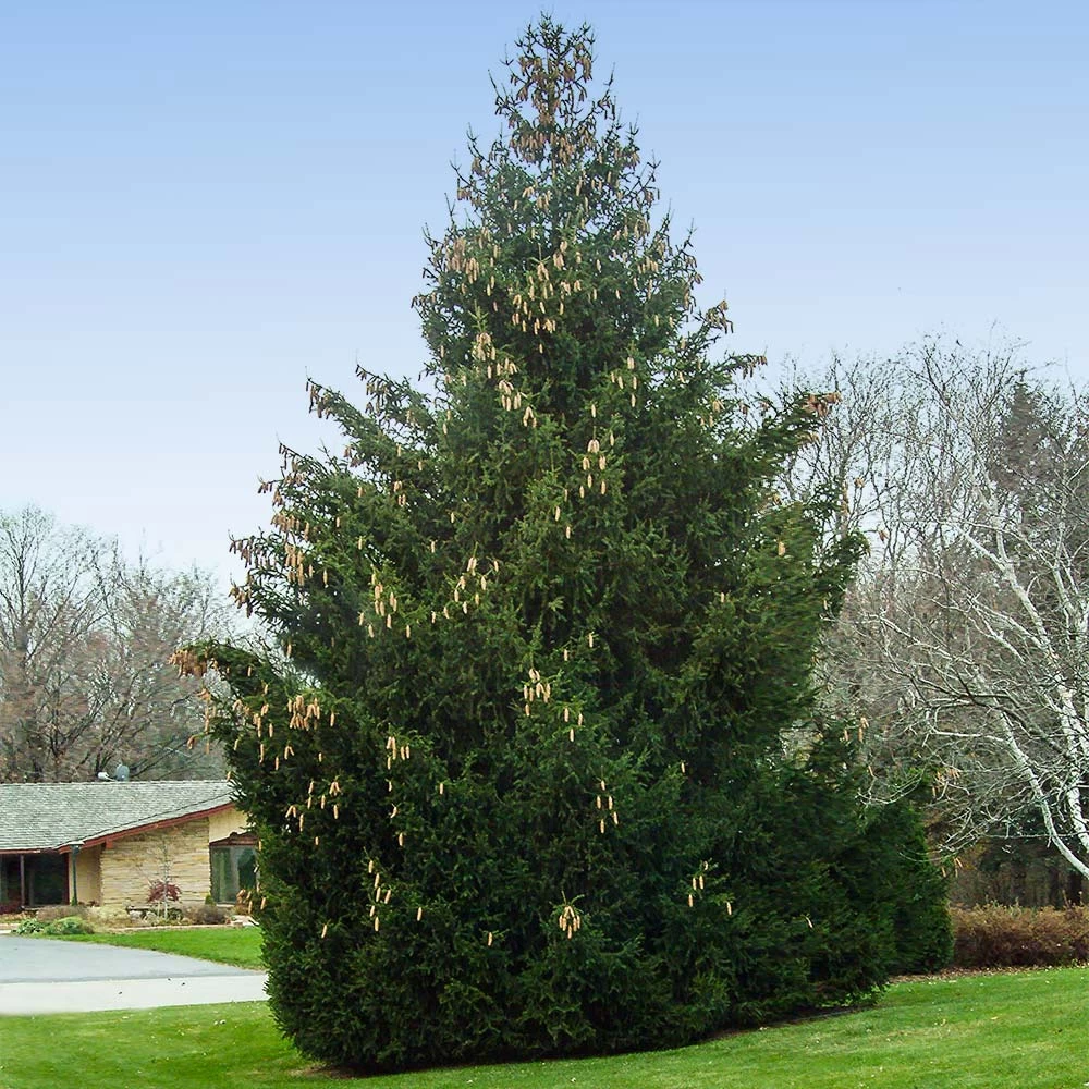 Norway Spruce Tree - Image 2