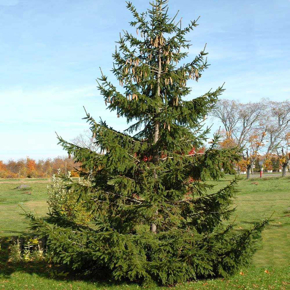 Norway Spruce Tree - Image 3