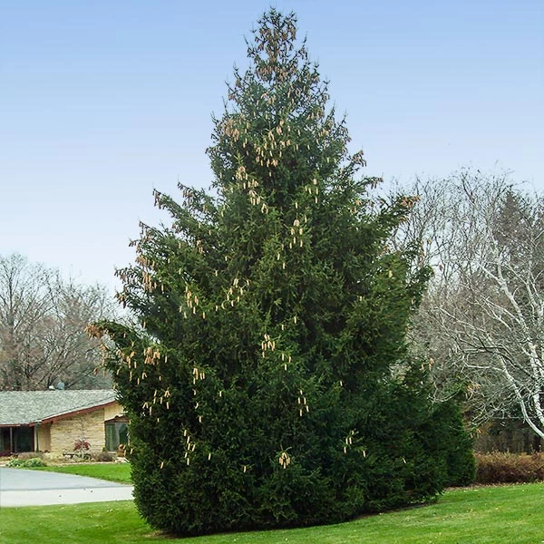 Norway Spruce Tree