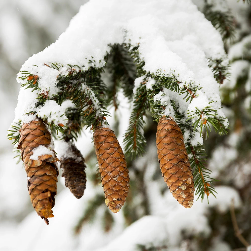 Norway Spruce Tree - Image 4