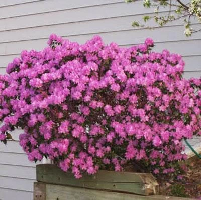 PJM Rhododendron Shrub - Image 2