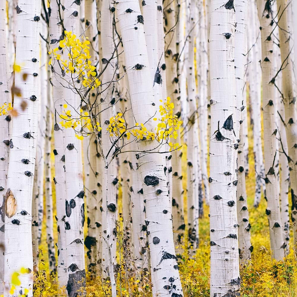 White Birch Tree - Image 4