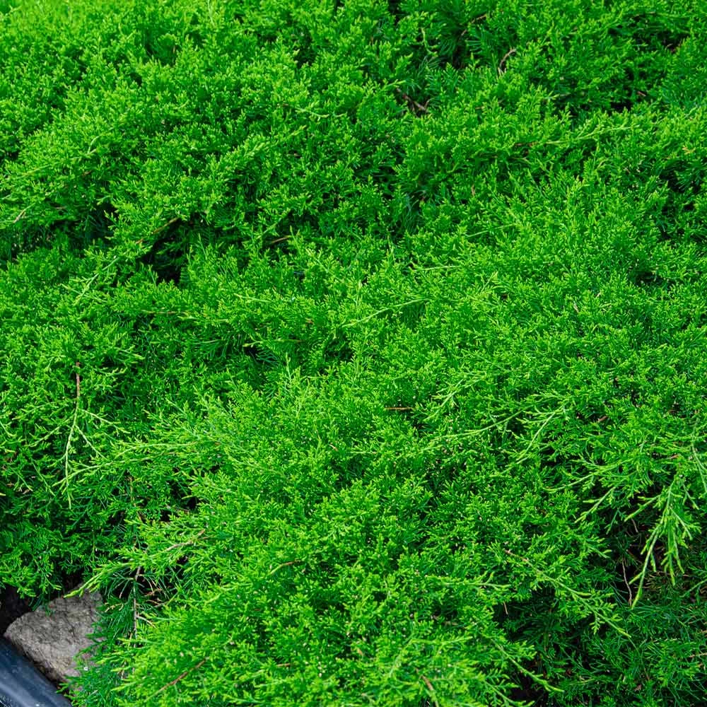 Parson’s Juniper - Image 3