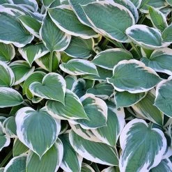Patriot Hosta