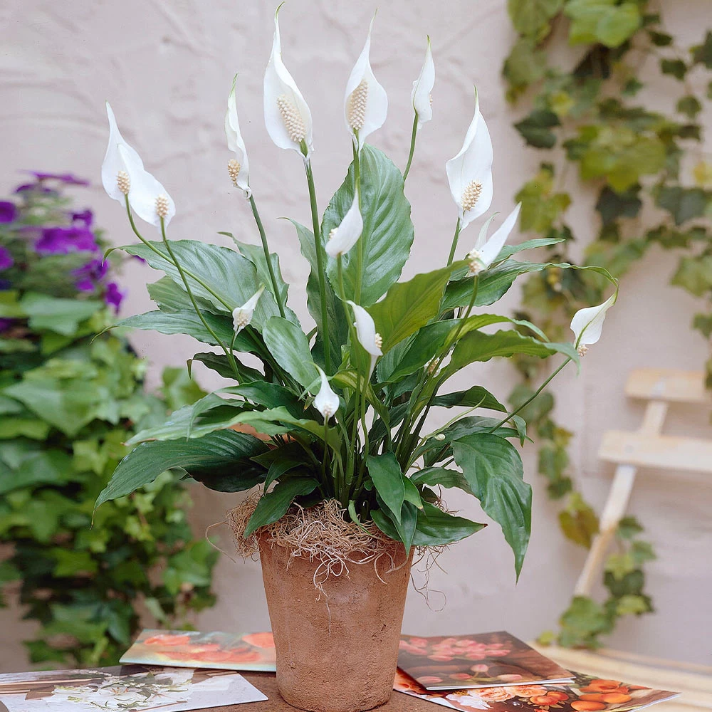 Peace Lily - Image 4