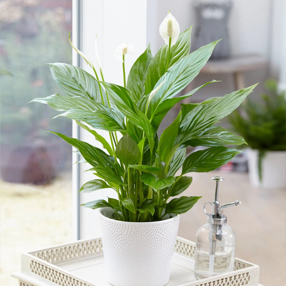 Peace Lily - Image 2