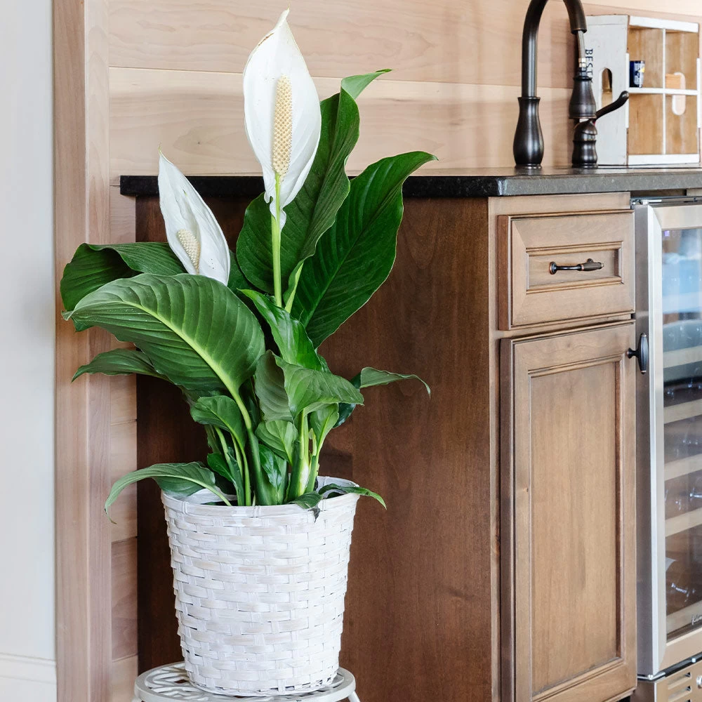 Peace Lily - Image 3