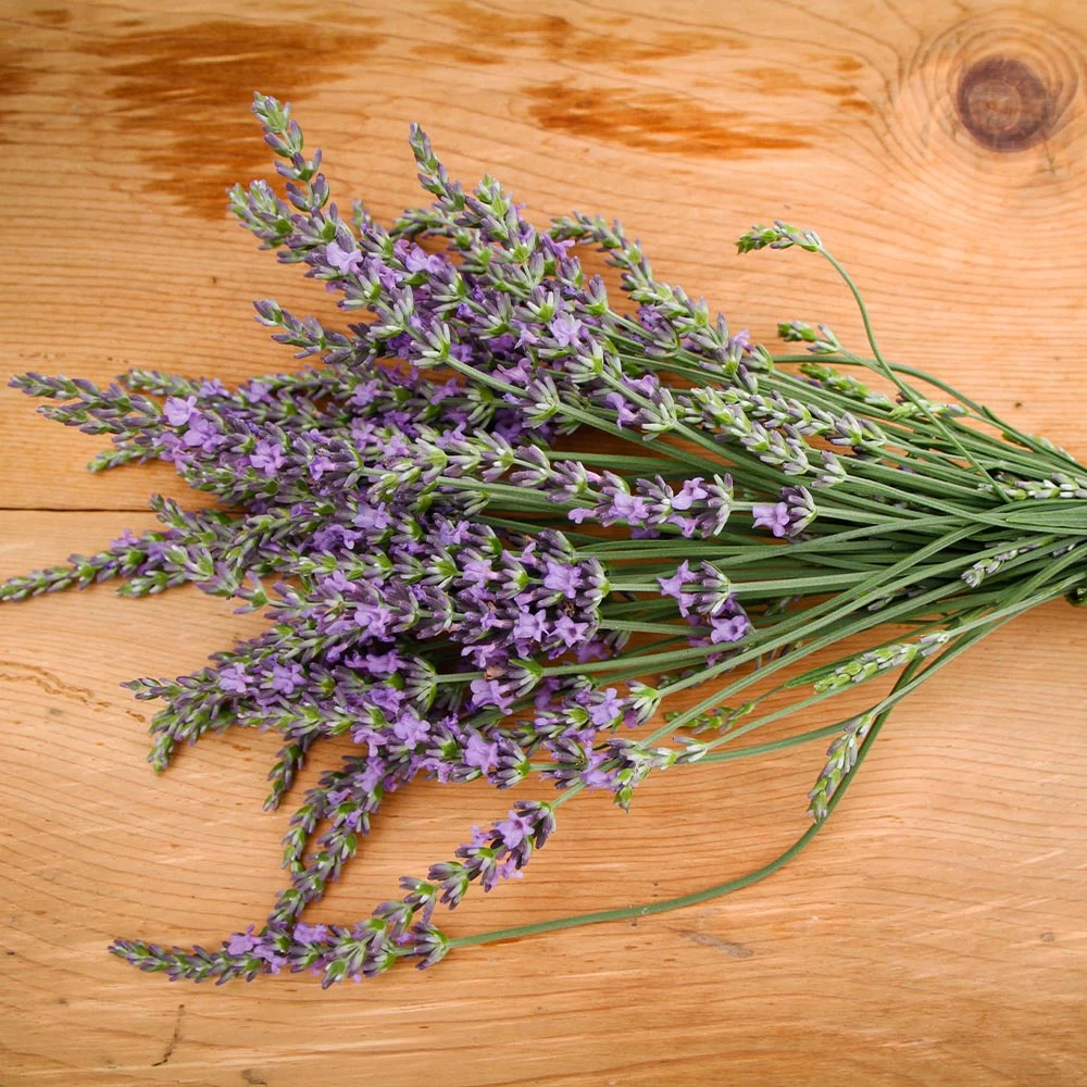 Phenomenal Lavender Plant - Image 3