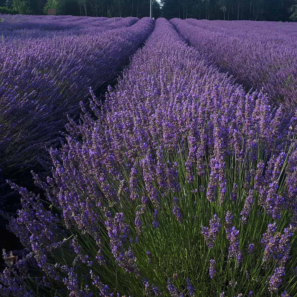 Phenomenal Lavender Plant - Image 4