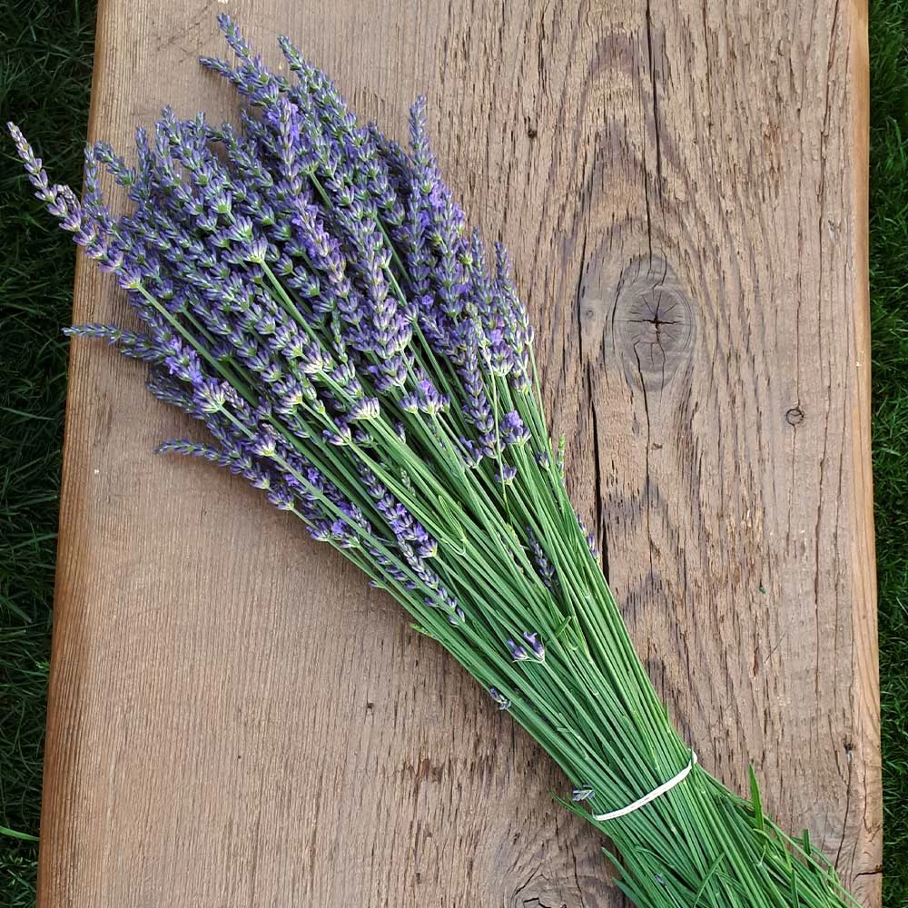 Phenomenal Lavender Plant - Image 5