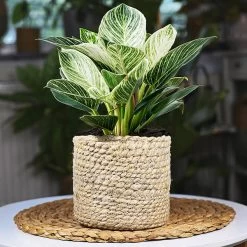 Birkin Philodendron Plant