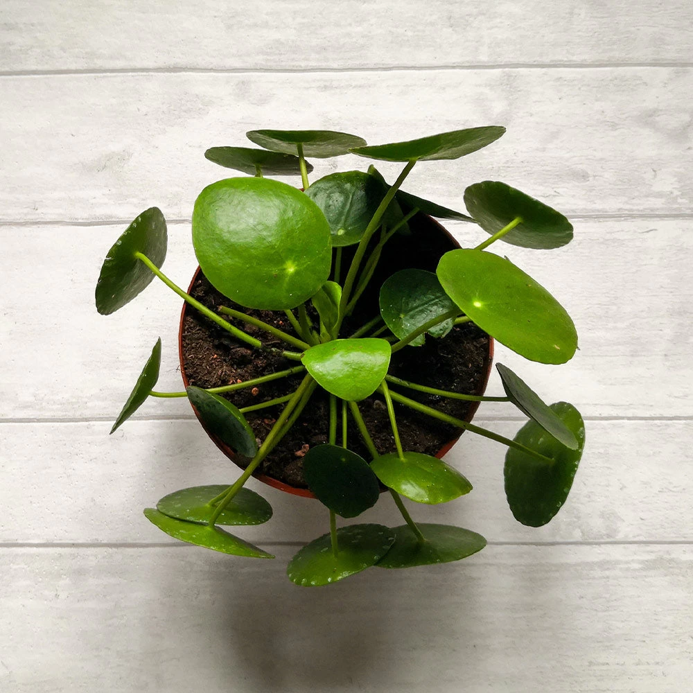Pilea Peperomioides (Pancake Plant) - Image 4