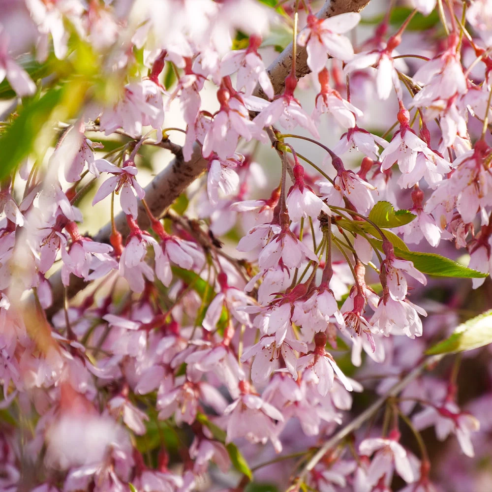 Pink Snow Showers⢠Weeping Cherry Tree - Image 3