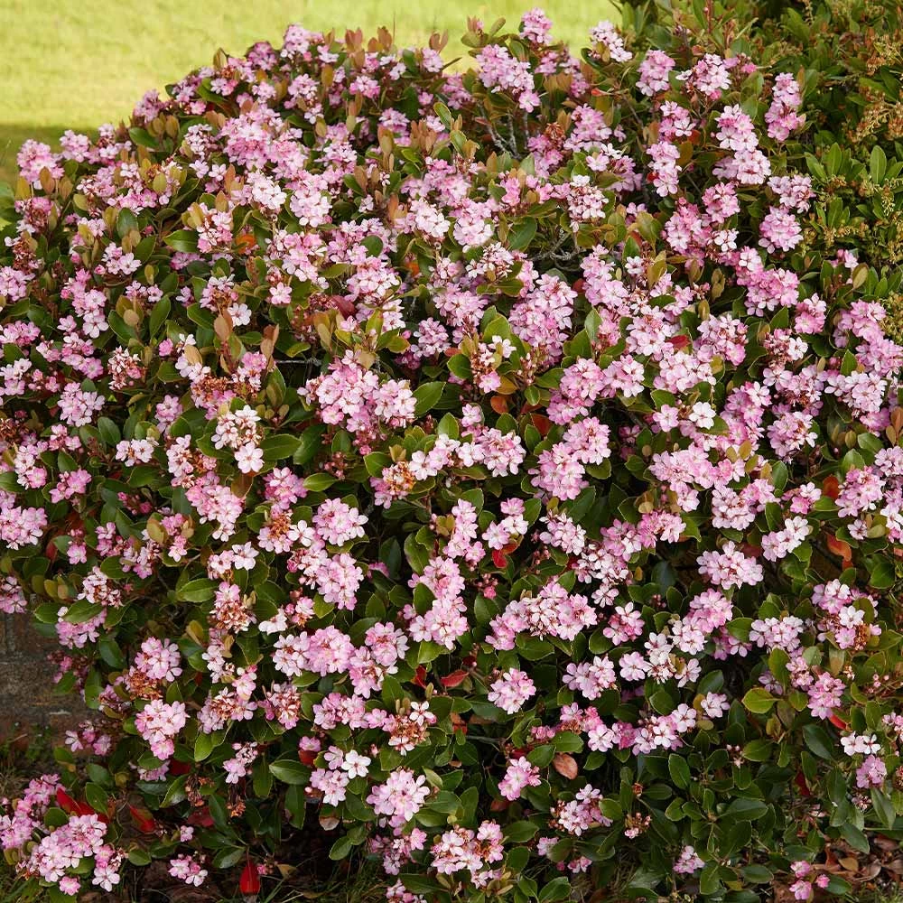 Pinkie Indian Hawthorn Shrub - Image 2