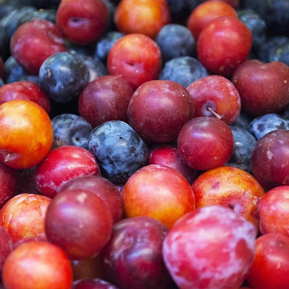 2-in-1 Plum Surprise Tree - Image 2